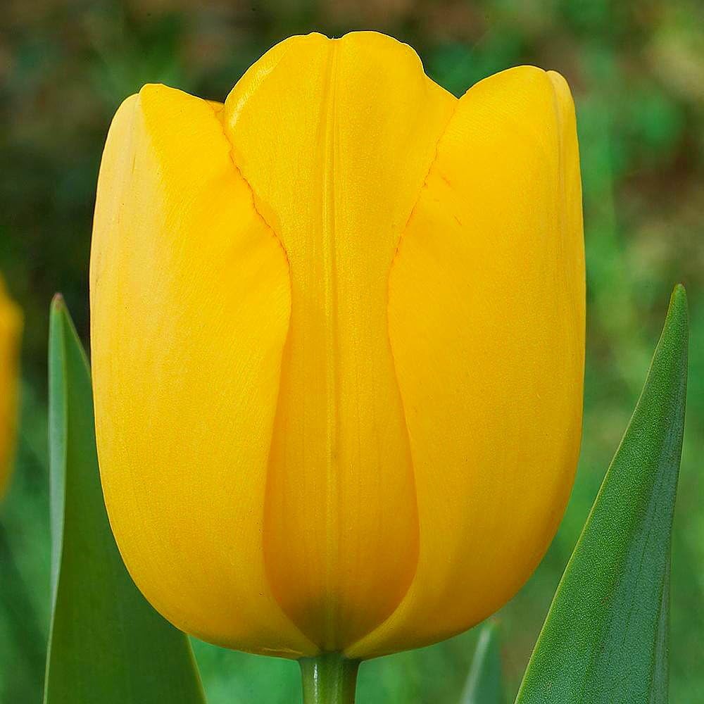 Golden Parade Tulip Seeds